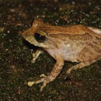 Pseudophilautus fulvus Manamendra-Arachchi & Pethiyagoda, 2005